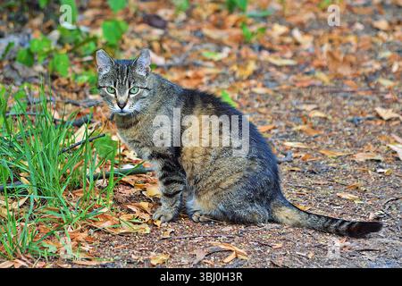 Gatto Tabby seduto all'aperto per terra con foglie autunnali Foto Stock