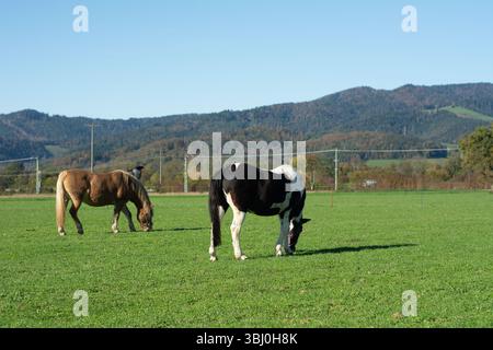 In un ambiente tranquillo, due cavalli, uno marrone e uno bianco e nero, pascolano su un'erba lussureggiante sotto un cielo luminoso, mentre le colline ondulate creano una bella ba Foto Stock
