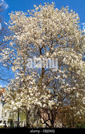 Un bellissimo albero di Magnolia in fiore nella città di Boston, Massachusetts New England Stati Uniti d'America. Spesso indicato come Star Magnolia Foto Stock