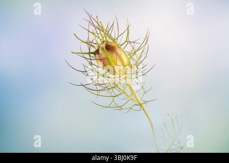 L'intricata testa di seme del fiore aLove-in-A-Mist (noto anche come Nigella), fotografata su uno sfondo blu Foto Stock