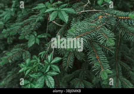 Aghi verdi di abete rosso, intrecciati con foglie di uva selvatica in primavera. Sfondo di conifere. Idea per la progettazione di conifere Foto Stock