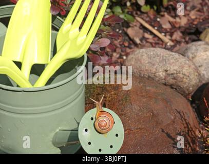 Lumaca strizza su annaffiatoio. Giardino e natura. Parassiti e strumenti. Foto Stock