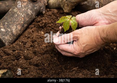 Primo piano di mani che tengono delicatamente una piantina sopra il suolo, pronta per la semina, simboleggiando la crescita, la cura e il legame con la natura. Foto Stock