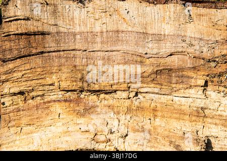 Primo piano di un tronco d'albero che riempie il telaio, mostrando dettagli sulla corteccia e sulla grana del legno. Ideale per l'uso su sfondo naturale o texture. Foto Stock