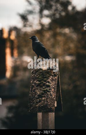Un solo jackdaw sul muro nel sagrato della grande malvern Foto Stock