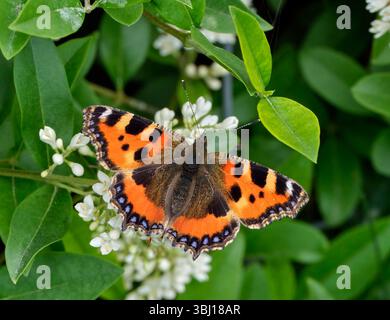 Piccola guscio di tartaruga che si avvicina al Wild Privet. Harewood Common, Andover, Hampshire, Inghilterra. Foto Stock