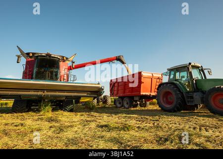 Mietitrebbie che trasferiscono il riso nel rimorchio in campo italiano. Macchine agricole moderne al lavoro durante la stagione della raccolta in Piemonte. Foto Stock
