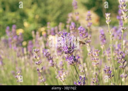 Un primo piano di un'ape in volo sopra un campo di lavanda Foto Stock