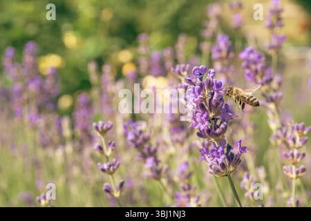 Un primo piano di un'ape in volo sopra un campo di lavanda Foto Stock