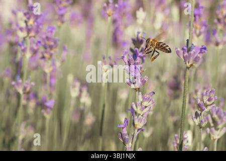 Un primo piano di un'ape in volo sopra un campo di lavanda Foto Stock