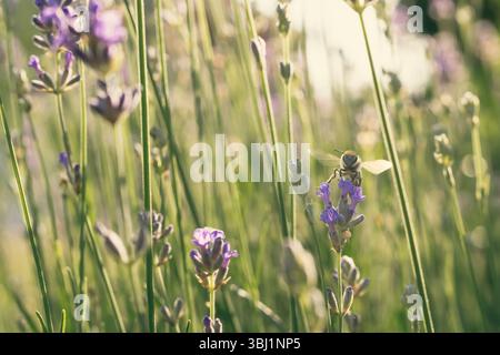 Un primo piano di un'ape in volo sopra un campo di lavanda Foto Stock