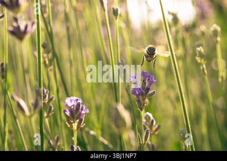 Un primo piano di un'ape in volo sopra un campo di lavanda Foto Stock