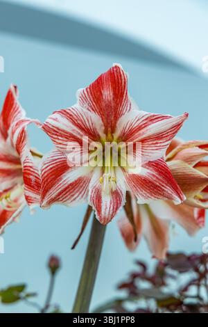 Bellissimi amaryllis in fiore alla luce del sole di Creta, Grecia Foto Stock