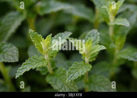Piante fresche di menta, sfondo naturale Foto Stock