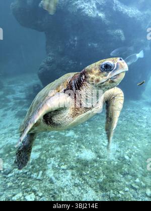 Tartarughe marine che nuotano nelle acque cristalline dell'oceano vicino alle formazioni rocciose, Chelonia mydas (tartaruga verde). La Reunion, Francia, Europa Foto Stock