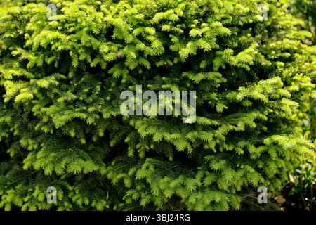 "Nidiformis" di abete rosso comune nel giardino botanico in primavera Foto Stock