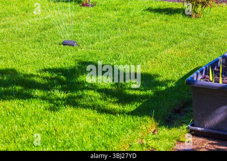 Il prato verde appena steso viene innaffiato con un irrigatore da giardino nelle soleggiate mattine primaverili nel cortile. Svezia. Foto Stock