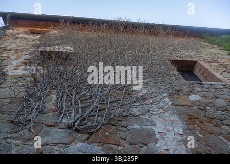 Viti secche che che coprono un muro rustico in pietra con finestre in una casa di villaggio europea, angolo verso l'alto Foto Stock