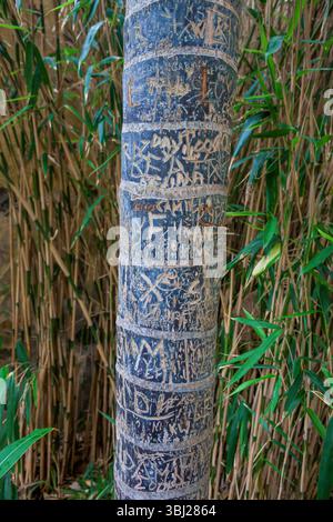 Nomi scolpiti nella corteccia degli alberi in un denso boschetto di bambù. Foto Stock