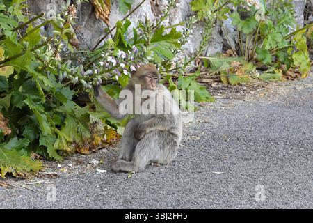Un macaco barbario adulto (macaca sylvanus) seduto a terra sulla roccia di Gibilterra, guardando a destra Foto Stock