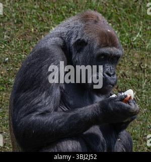 Western pianura gorilla Foto Stock