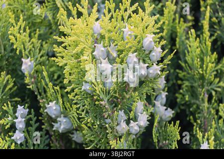 Alberi di tuja bianchi con piccoli fiori a forma di campana sul fogliame. Foto Stock