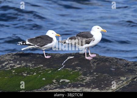 Due Great Black-backed Gulls Larus marinus in piedi su roccia in mare nel giugno del Regno Unito Foto Stock