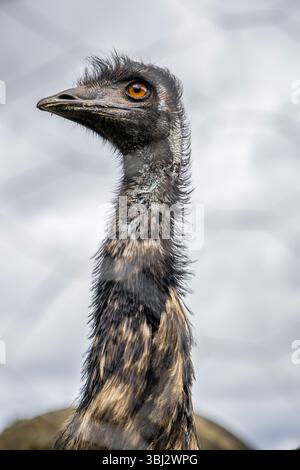Immagine ad alta risoluzione che cattura le caratteristiche dettagliate della testa e del collo di uno struzzo con uno sfondo morbido. Foto Stock