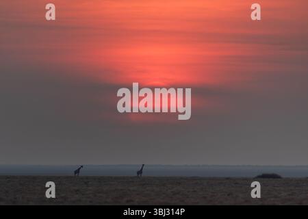 Un tramonto luminoso si erge su due giraffe a Okaukeujo, nel Parco Nazionale di Etosha, in Namibia. Foto Stock