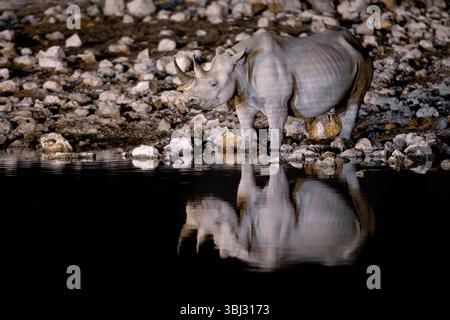 Un rinoceronte Nero beve sotto i riflettori a Okaukeujo, nel Parco Nazionale di Etosha, in Namibia. Foto Stock