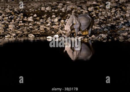 Un rinoceronte Nero beve sotto i riflettori a Okaukeujo, nel Parco Nazionale di Etosha, in Namibia. Foto Stock