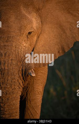 Un profilo di un elefante del deserto africano preso a Kaokoland. Foto Stock
