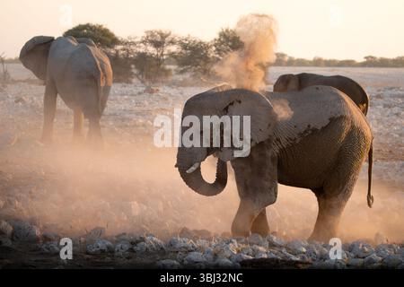 Un grande elefante del deserto di toro si bagna nella polvere durante un pomeriggio. Foto Stock