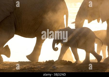 La luce del pomeriggio brilla attraverso la polvere dorata che circonda gli elefanti del deserto in Namibia. Foto Stock