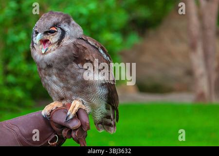 Maestoso gufo con becco aperto appollaiato su una mano con guanti, adagiato su un rigoglioso sfondo verde. I primi piani catturano le caratteristiche che colpiscono l'uccello Foto Stock