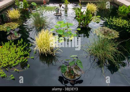Yonkers, NY - US - 8 giugno 2025 gruppi circolari di ninfee e canne galleggiano su un tranquillo laghetto presso l'Untermyer Garden, rispecchiando la lussureggiante vegetazione che si respira Foto Stock