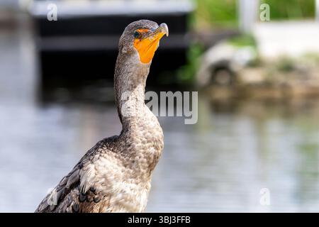 Il cormorano a doppia cresta è uno dei tanti uccelli acquatici trovati nelle Everglades. Foto Stock