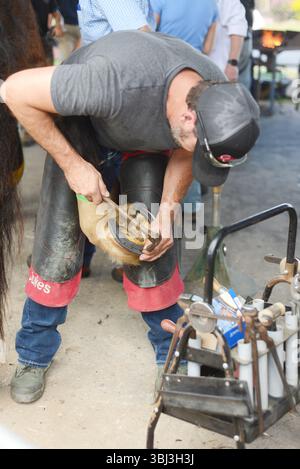 GATTON, AUSTRALIA, 2 MAGGIO 2025: I contadini non identificati inchiodano un nuovo ferro di cavallo sullo zoccolo di un cavallo pesante. Foto Stock