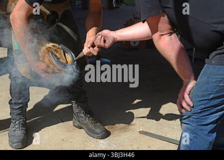 GATTON, AUSTRALIA, 2 MAGGIO 2025: I contadini non identificati testano un nuovo ferro di cavallo sullo zoccolo di un cavallo pesante. Foto Stock