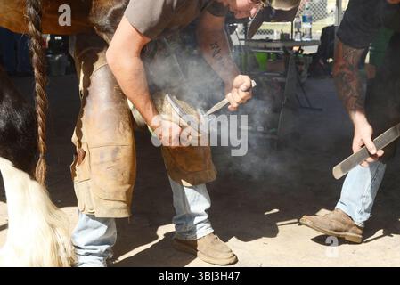 GATTON, AUSTRALIA, 2 MAGGIO 2025: I contadini non identificati testano un nuovo ferro di cavallo sullo zoccolo di un cavallo pesante. Foto Stock