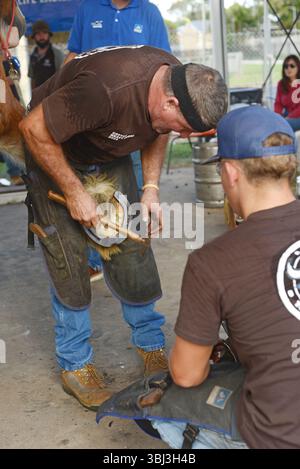 GATTON, AUSTRALIA, 2 MAGGIO 2025: I contadini non identificati inchiodano un nuovo ferro di cavallo sullo zoccolo di un cavallo pesante. Foto Stock