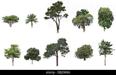 Pianta di alberi tropicali con foglie verdi isolate su sfondo bianco, diversi tipi di alberi e foglie raccolta Foto Stock