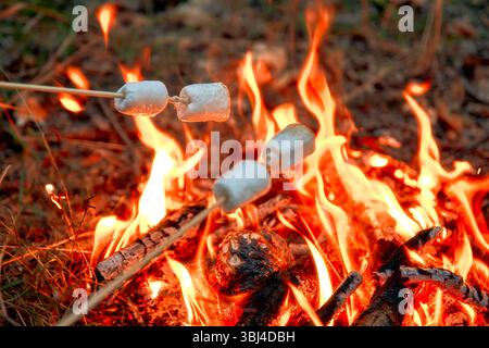 Prova il delizioso calore di un falò scoppiettante mentre arrosti deliziosi marshmallow su bastoncini, creando al contempo un'atmosfera accogliente e indimenticabile all'aperto Foto Stock