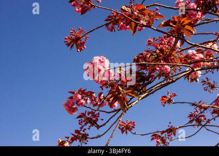 Le gemme rosa di un albero di ciliegio in fiore iniziano a scoppiare mentre alcuni dei fiori rosa continuano a fiorire, suggerendo l'arrivo della primavera nel Regno Unito, nell'Essex Foto Stock