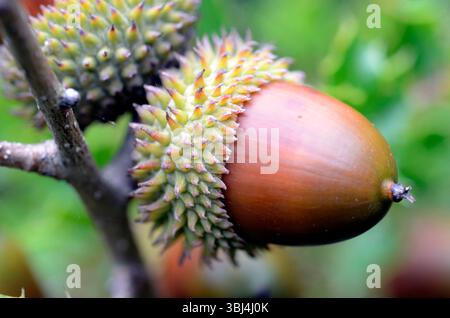 Frutti o ghiande della quercia (Quercus coccifera) Foto Stock