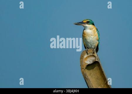 Sacro Kingfisher (Todiramphus sanctus) arroccato su uno spesso Foto Stock