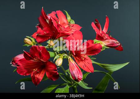 Fiori di Alstroemeria rosso brillante su sfondo grigio scuro Foto Stock
