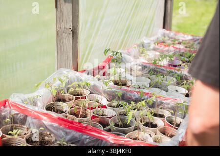 Giovani piantine che crescono in bicchieri di plastica all'interno di una serra Foto Stock