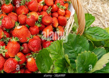 Una vivace collezione di fragole appena raccolte riempie un cesto intrecciato, accompagnato da lussureggianti foglie verdi. I frutti rossi maturi mostrano la taglia Foto Stock