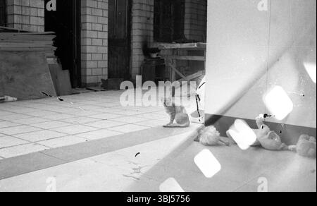 Gattino randagio su pavimento piastrellato vuoto all'interno del sito di ristrutturazione, foto in bianco e nero Foto Stock